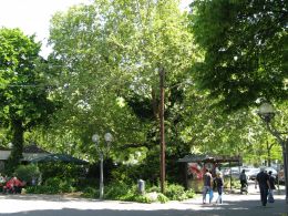 Trees at Freiheitsplatz