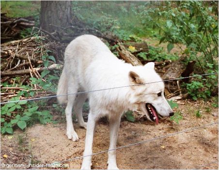 wolf at a wildlife park