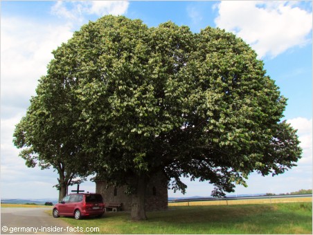 beautiful tree near a chapel