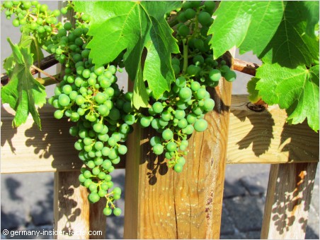 grapes in the mosel valley