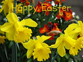 Flowers belong to spring and Easter, click to read other tradtions